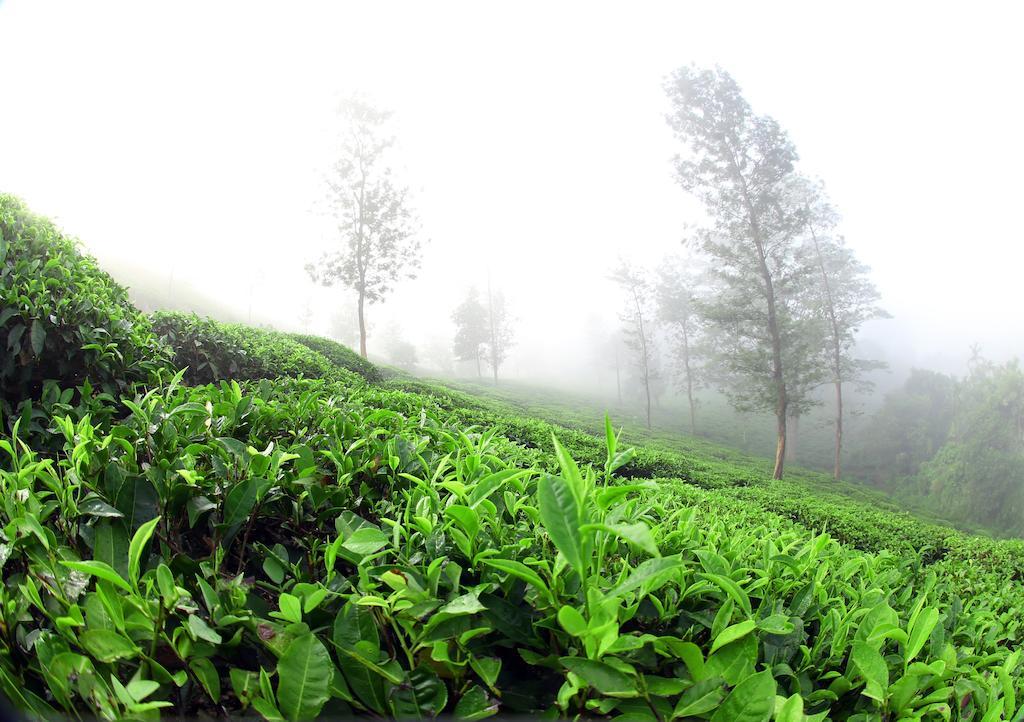 Parisons Plantation Experiences By Abad Hotell Mananthavady Exteriör bild