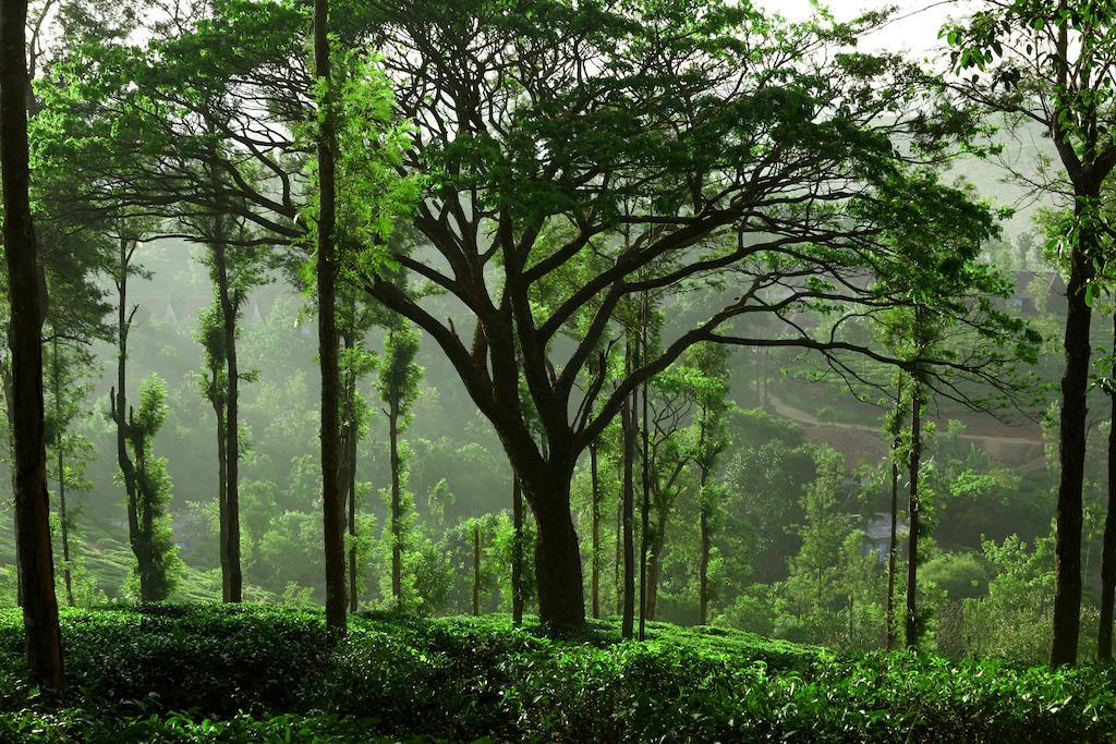Parisons Plantation Experiences By Abad Hotell Mananthavady Rum bild